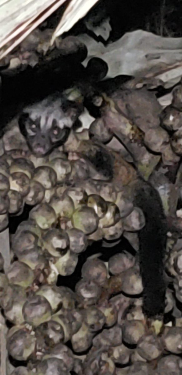 TheBatBotLab's tweet photo. Frugivore in paradise: Night encounter with an Asian palm civet (Paradoxurus hermaphroditus) in a masting palm at Meriuk Farm, #Brunei. https://t.co/JHFmRBG60k