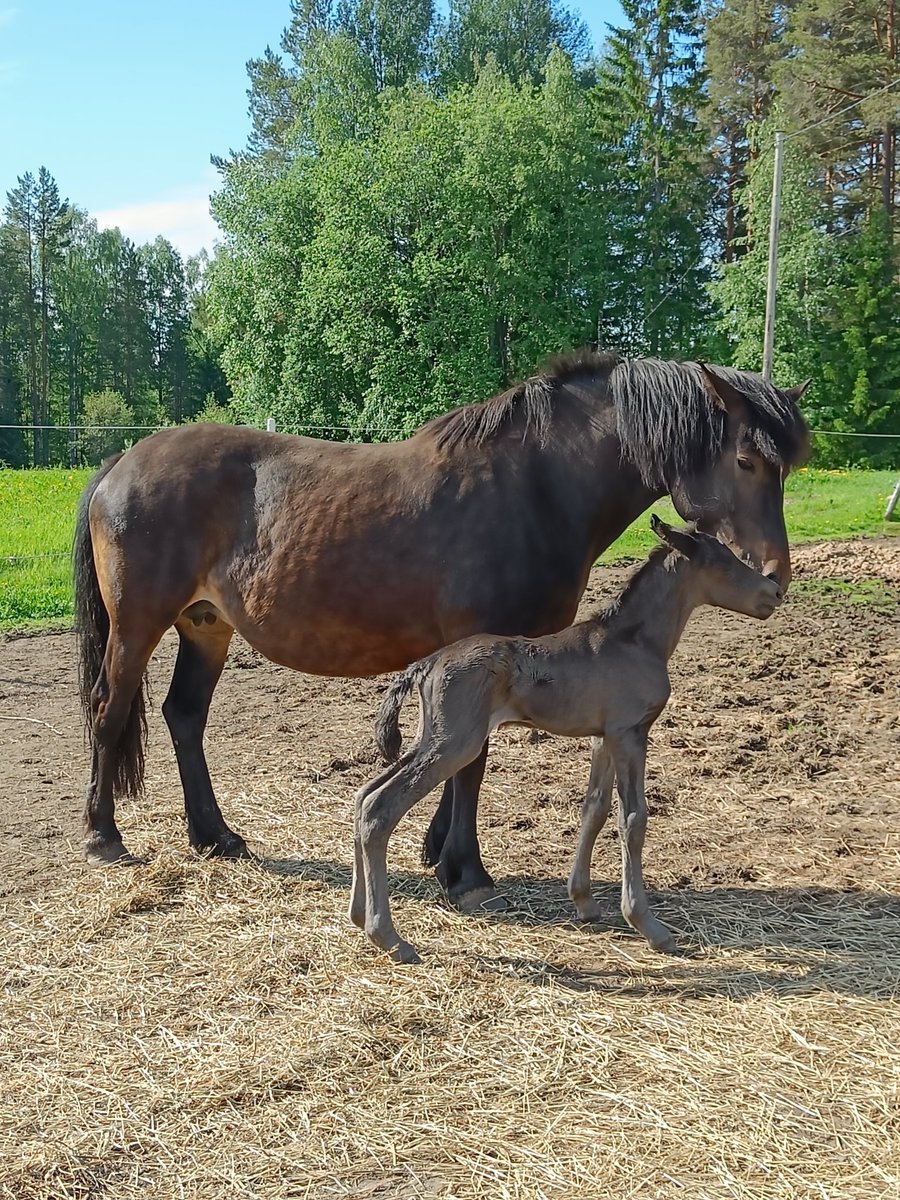 6 juni, två veckor före utsatt datum fick Illvilja ett sto föl e: Monster Monsun. Lillan fick en kämpig start, men mår lite bättre nu. ❤️