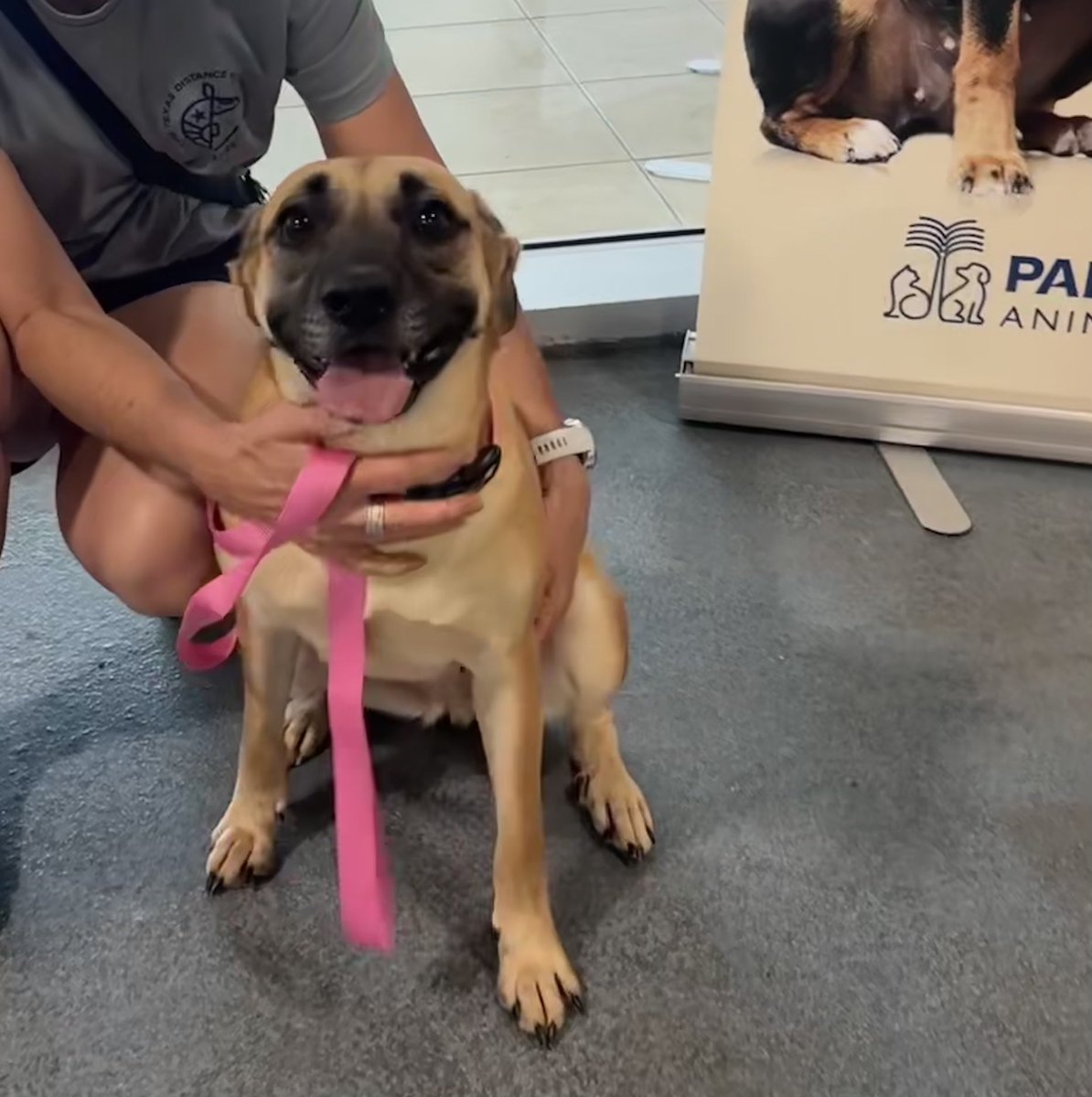 Today two LOS pups got adopted! After nearly spending two years in the shelter, they finally made it out! ❤️🥹🧚‍♀️