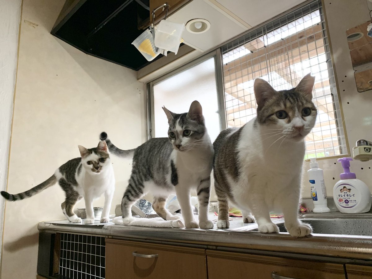 sakura catページ NPO Sakura Cat (@sakuracathaiji) / Posts / X