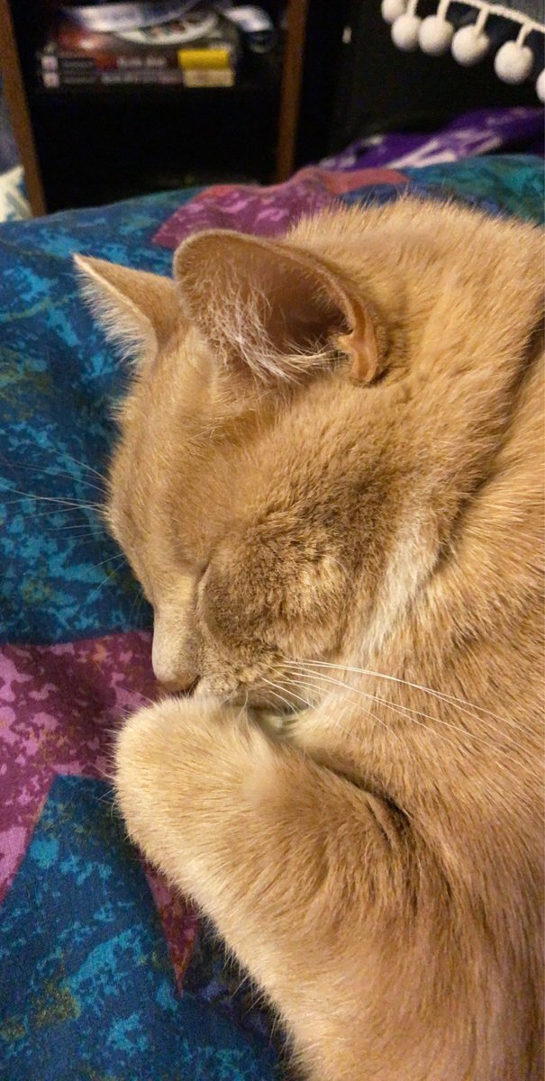YoAdrienneMT's tweet photo. @eaJPark Meet Peaches https://t.co/Eqlyb7MR8s