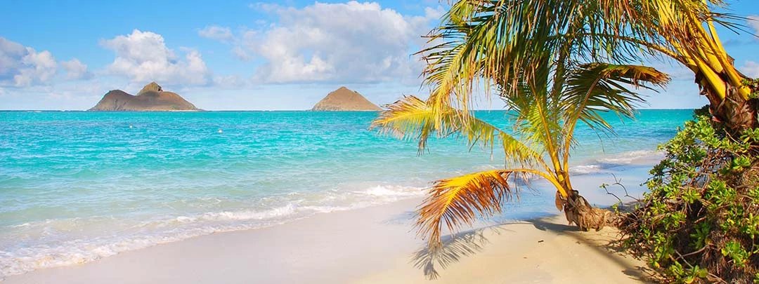 AlohaHawaiianV's tweet photo. Happy World Oceans Day! 🌊 Celebrate our oceans' beauty and importance. Whether you're near the coast or inland, there are many ways to appreciate the marine world. Share your activities! #WorldOceansDay #ProtectOurOceans #OceanConservation #WorldOceansDay  #marinelife #oceanlove https://t.co/ratng8A9kv