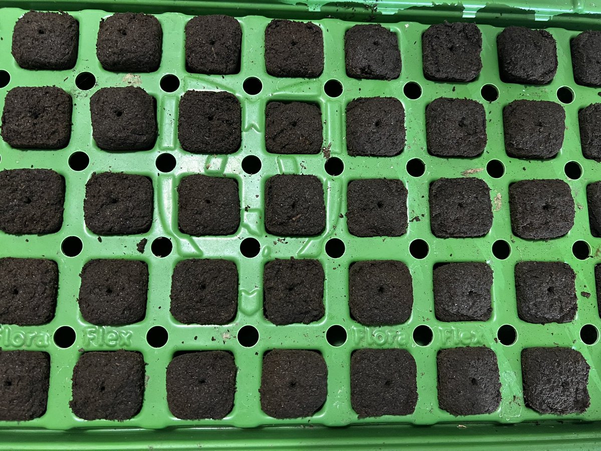 SIK3_one's tweet photo. 🌱🌱I'm about that action.
#floraflex #rootriot #clonex https://t.co/cF1LxW92V7