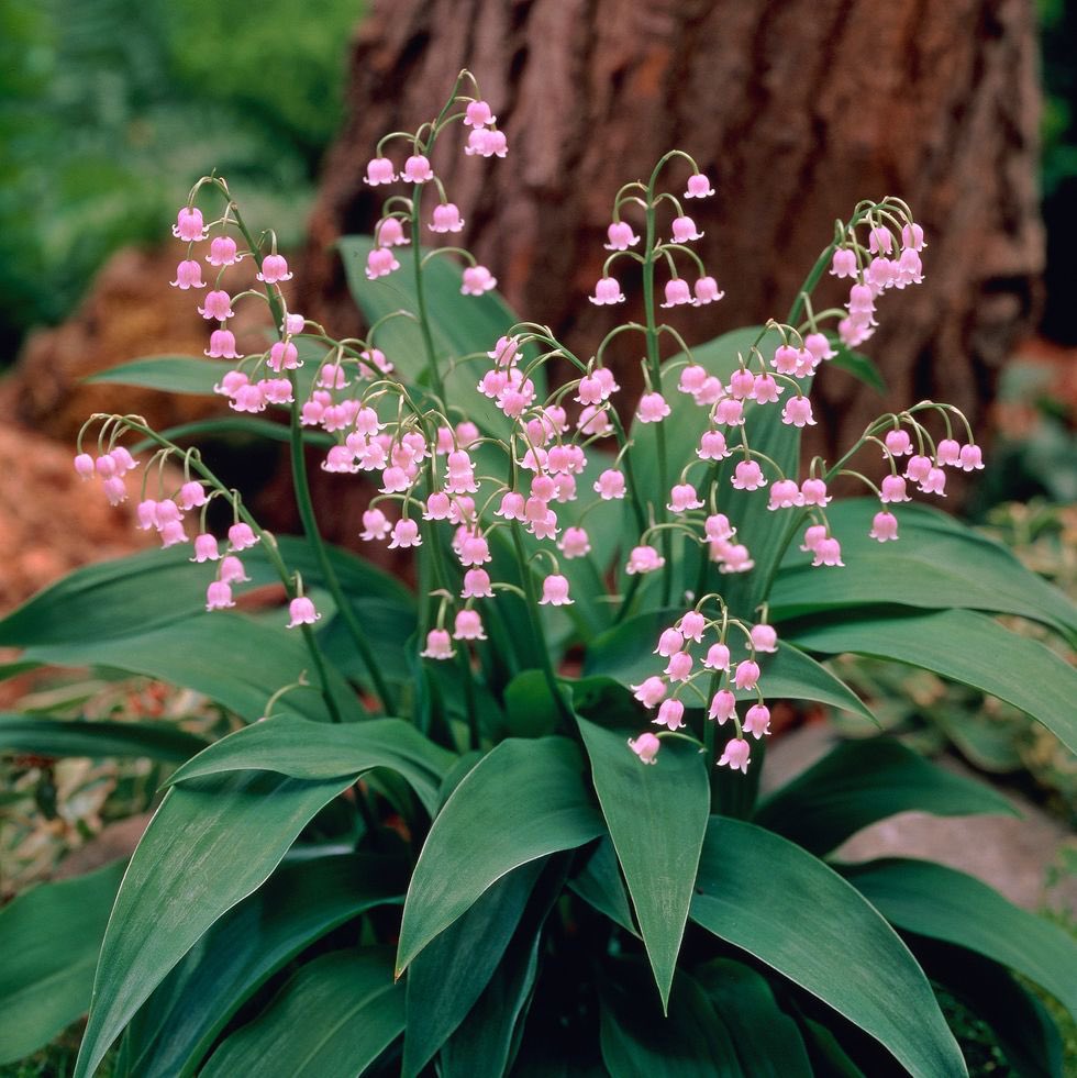 astraterra_'s tweet photo. @AMAZlNGNATURE They’re beautiful but they have one little secret, they’re poisonous. 

Even touching it could give you skin irritation. https://t.co/nbyK0AIDyh