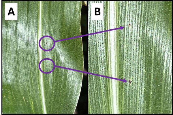 K-State Agronomy tweet media