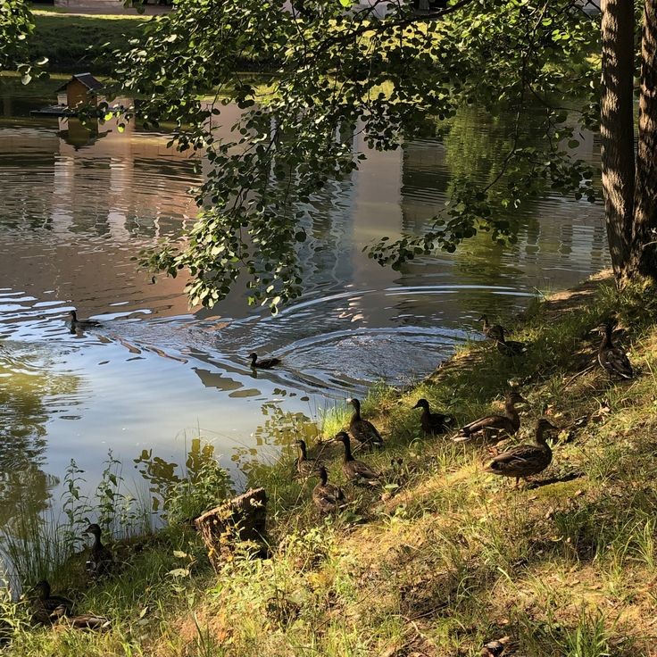 the sunlight by the water.