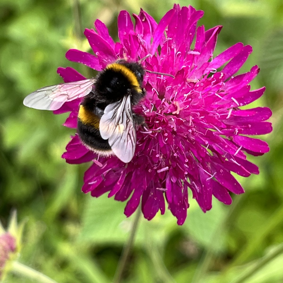 This years Secret Gardens has lots of gardens opening for the first time including 6 Ashton Gate Terrace (garden #9, open Sunday 16 June only), Tiny postage-stamp size artist’s garden full of pots and miniature greenhouse - wildlife abounds bloomingbedminster.org.uk <a href="/boardwalkprop/">Boardwalk</a>