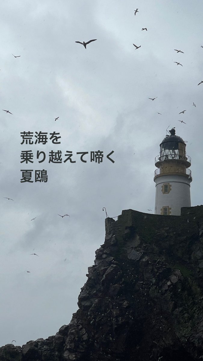 荒海を
乗り越えて啼く
夏鴎

#俳句