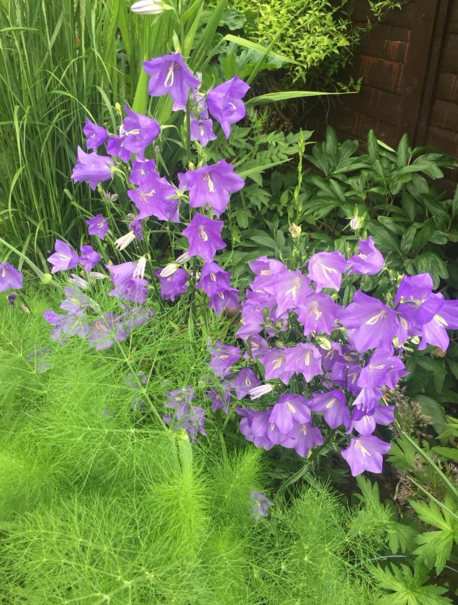 Secret Gardens has lots of gardens opening for the first time including 44 Vicarage Rd (garden #11 in the guide, open Sun 16 June only), A mix of cottage-style sun &amp; part shade loving plants. Firm favourites &amp; some more unusual plants too. bloomingbedminster.org.uk <a href="/boardwalkprop/">Boardwalk</a>