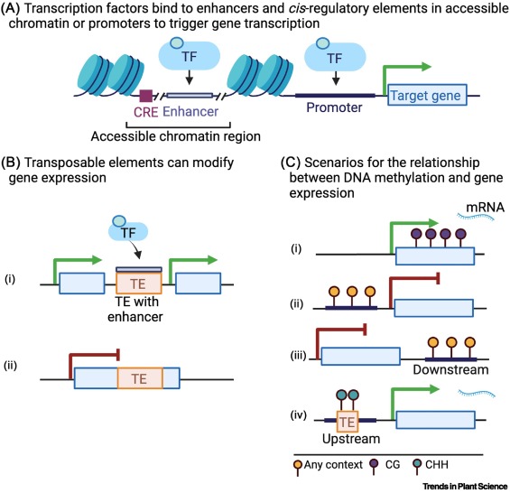 Can DNA methylation shape climate response in trees? dlvr.it/T81cXM