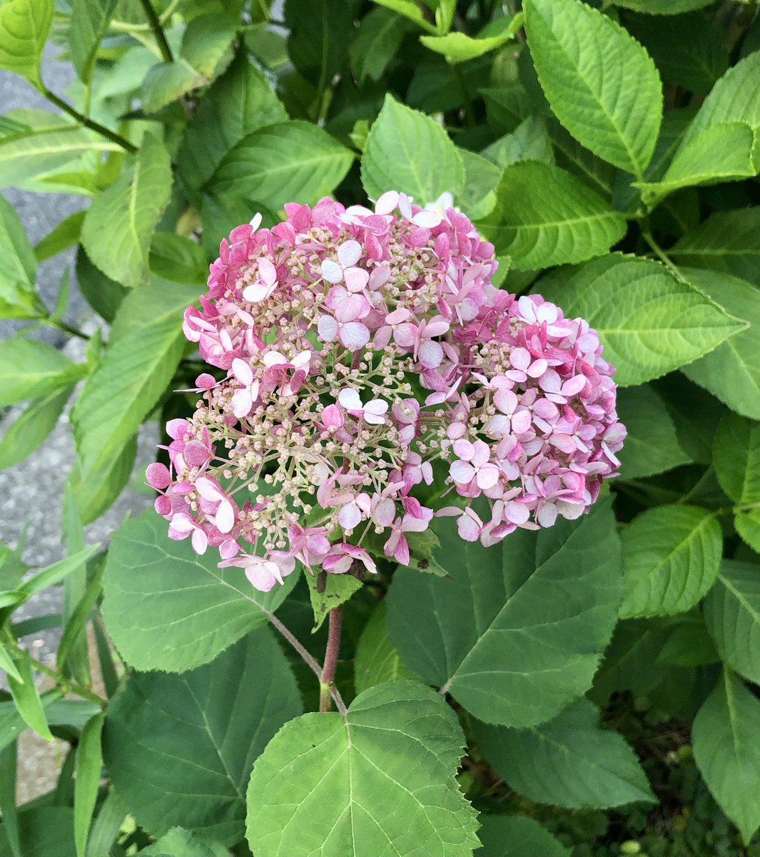 Flute_WhiteLily's tweet photo. ④#古楽の楽しみ
6/14金…バッハの「ミサ曲 ロ短調」の5日目、平和を祈る終曲までと、「クラヴィーア練習曲集 第3部」からオルガン曲をご紹介します。初回:今年1月26日
#鈴木優人 さんご案内の週
選▽バッハの「ミサ曲 ロ短調」(1)~(5) 初回:2024年1月22日~ https://t.co/Wga3jW4qOh