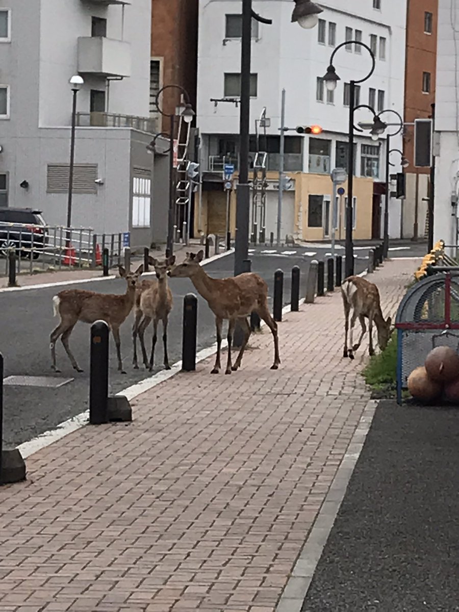 kanba7771's tweet photo. 苫小牧市錦町の朝５時。タクシーがいなくて鹿がいた。奈良と違って野生なので注意です。 https://t.co/AhurpsEvWN