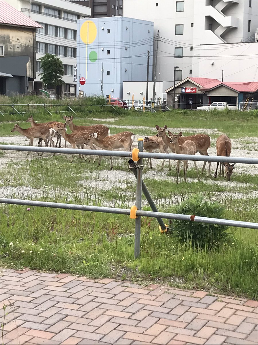 kanba7771's tweet photo. 苫小牧市錦町の朝５時。タクシーがいなくて鹿がいた。奈良と違って野生なので注意です。 https://t.co/AhurpsEvWN
