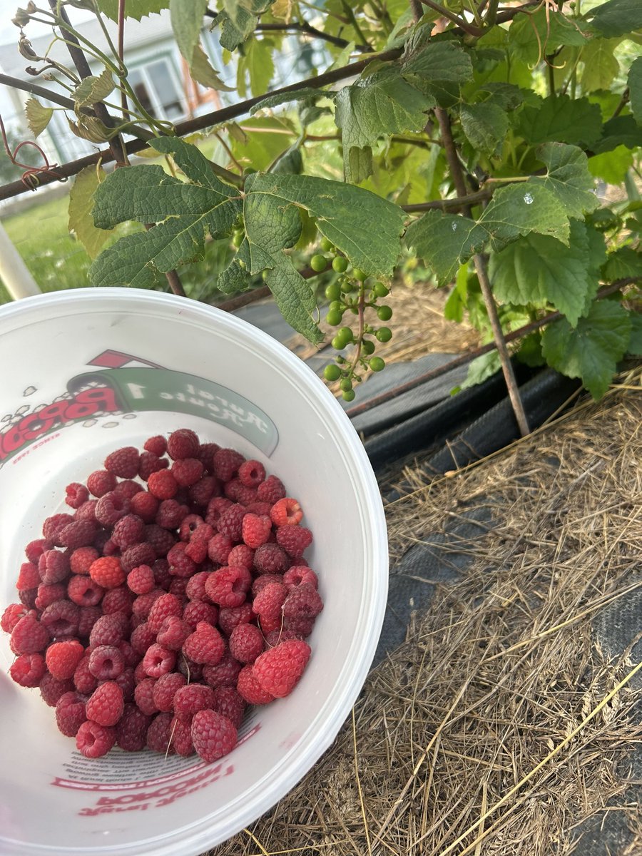 ethankoehler14's tweet image. Garden is popping this year #raspberries &amp;amp; #grapes #firstcrop