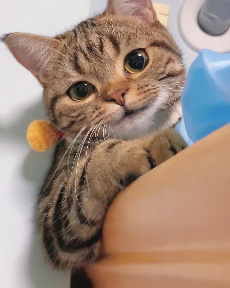 cutest cats tweet media