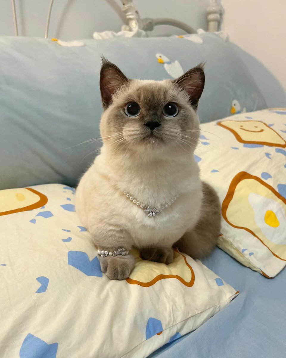 cutestscats's tweet photo. https://t.co/PhyQq6XzW2