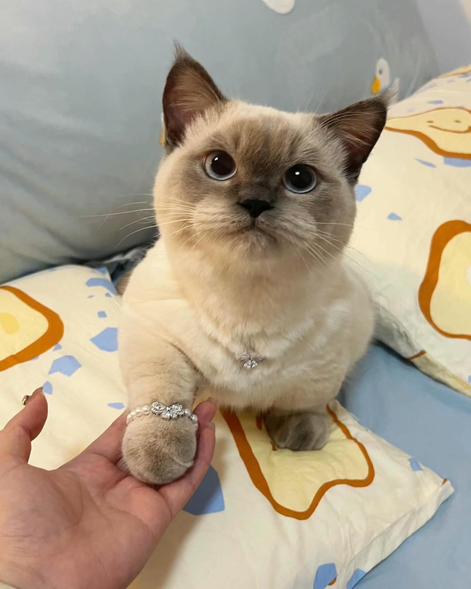 cutestscats's tweet photo. https://t.co/DpejWHccch