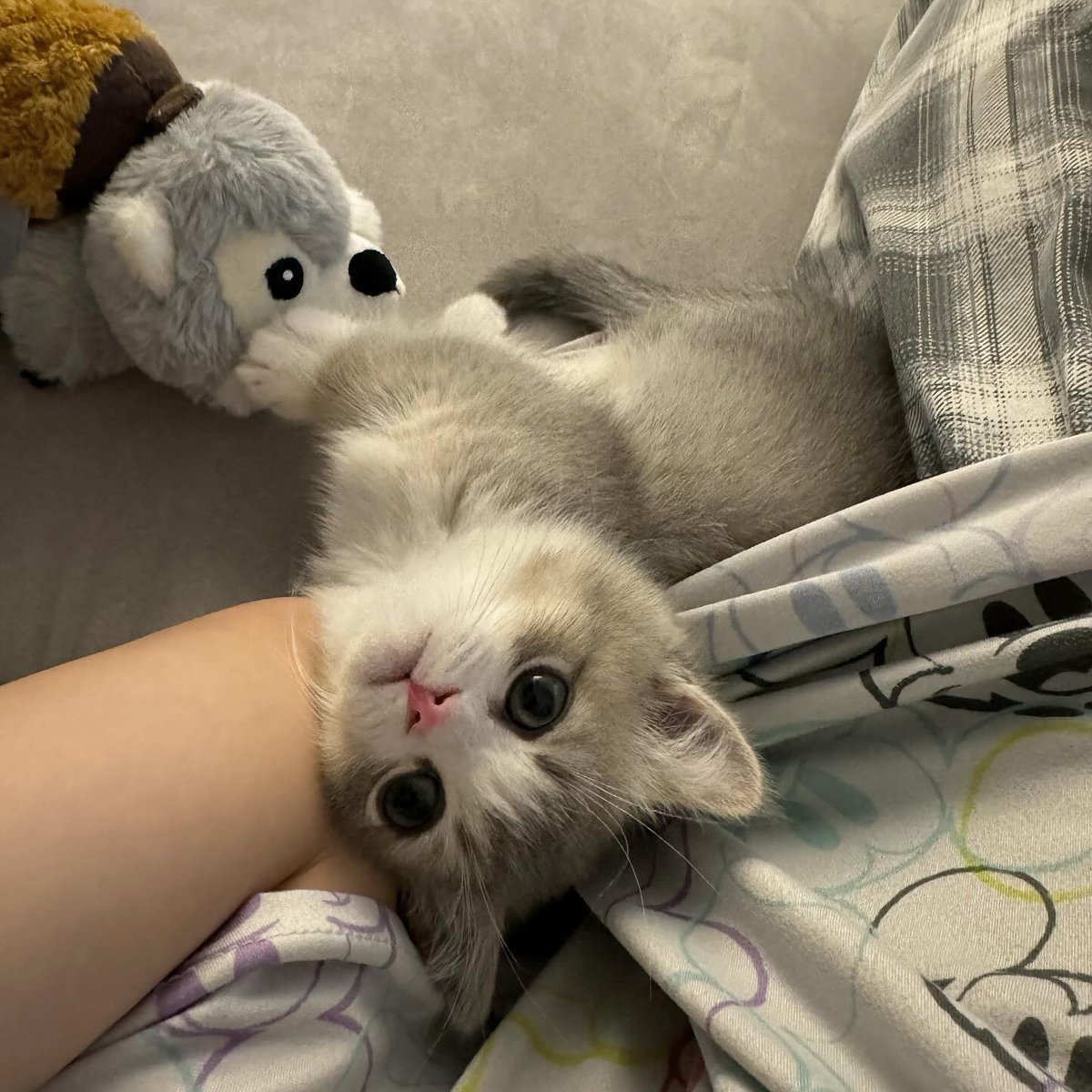 cutest cats (@cutestscats) on Twitter photo 