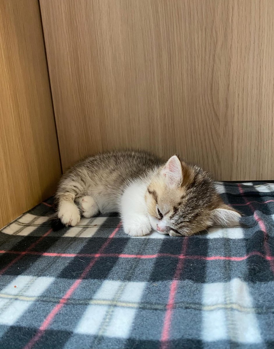 cutestscats's tweet photo. https://t.co/EMDhTas2ar