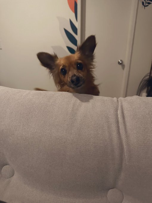 Trying to Webcam and this little guy pokes his head up the very last minute “anybody need a puppy?” https://t