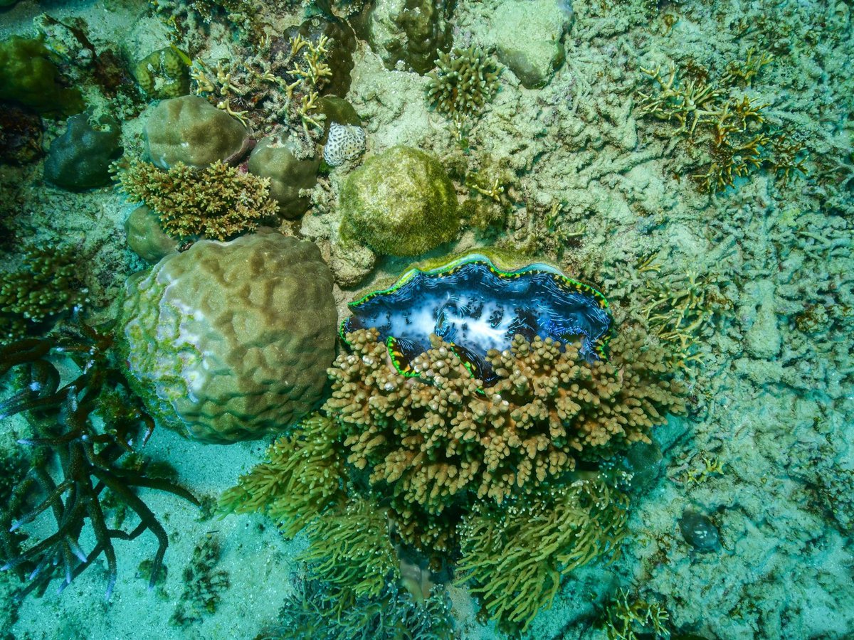 એક વ્યક્તિ જેણે આંગળીના વેઢે ગણાય એટલી વખત જ નદી, સરોવર કે દરિયામાં પગ પલાળ્યા છે, તેવી વ્યક્તિએ જીવનમાં પેહલી વખત ડૂબકી લગાવી અને તે પણ ક્યાં? The #GreatBarrierReef માં:) 🇦🇺must try at <a href="/Queensland/">Queensland Australia</a> Tx for hosting us in #ATE24 <a href="/Australia/">Australia</a> 🙌🏼🌍 Best Experience❤️
#AditiInAustralia