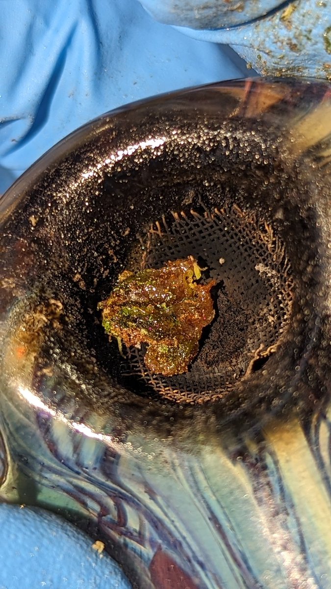 TempleGrower's tweet photo. ๐ค๐ค๐ฑ
#GrowYourOwn #Cannabis #ScissorHash https://t.co/UZgSzkQ6Hl