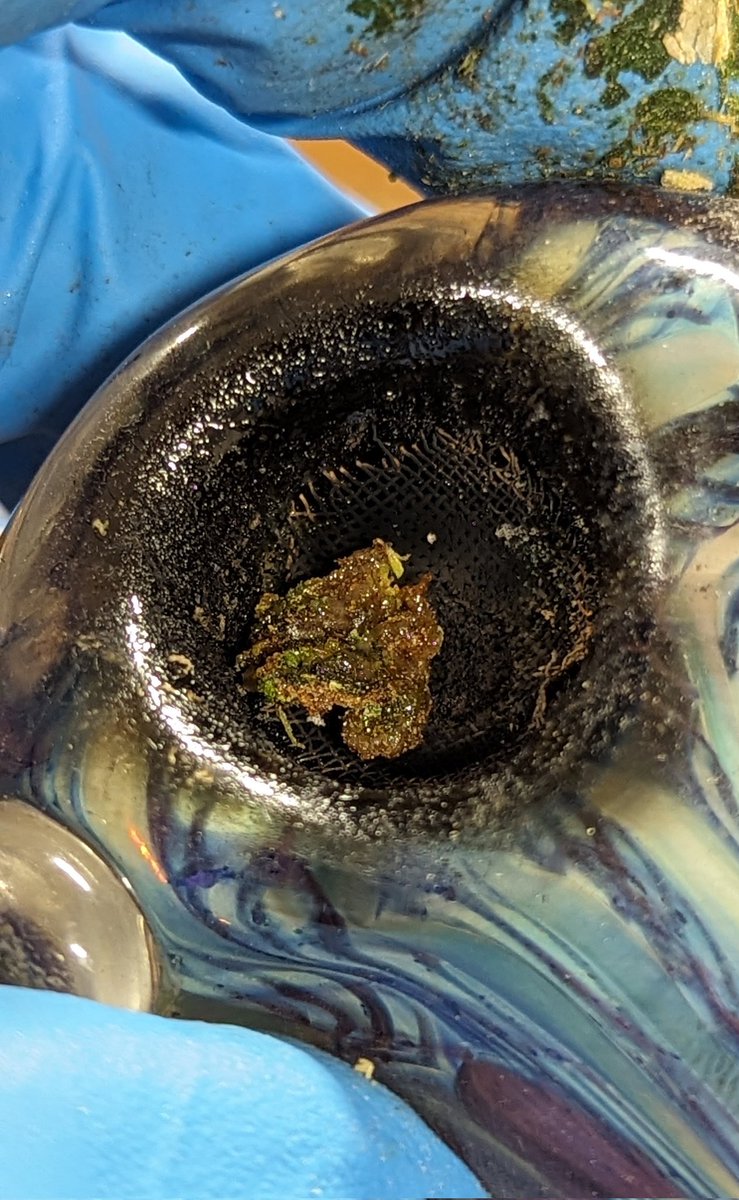 TempleGrower's tweet photo. ๐ค๐ค๐ฑ
#GrowYourOwn #Cannabis #ScissorHash https://t.co/UZgSzkQ6Hl