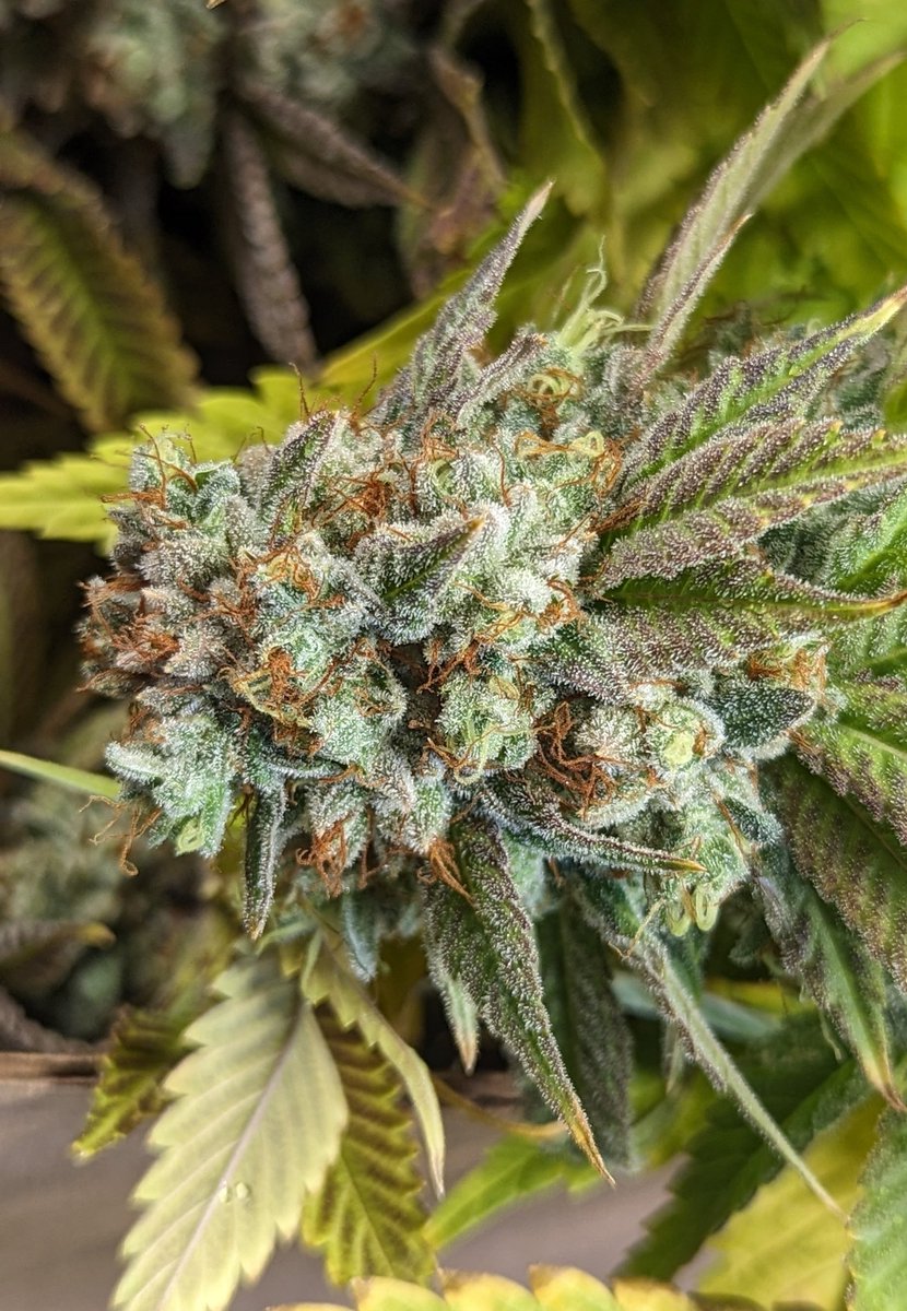 TempleGrower's tweet photo. ๐ค๐ค๐ฑ
#GrowYourOwn #Cannabis #ScissorHash https://t.co/UZgSzkQ6Hl