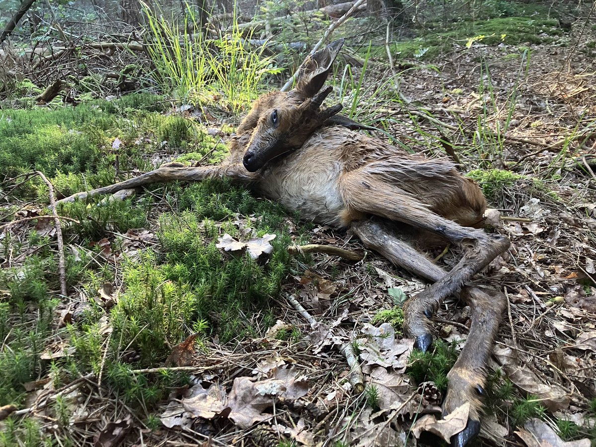 Vroege zondagmorgen; (hele) vroege vogel meldt ree in diepe sloot die er niet uit kan. Was er snel maar toch te laat… Erg mager dus waarschijnlijk al verzwakt geweest. In bos gelegd voor aaseters.