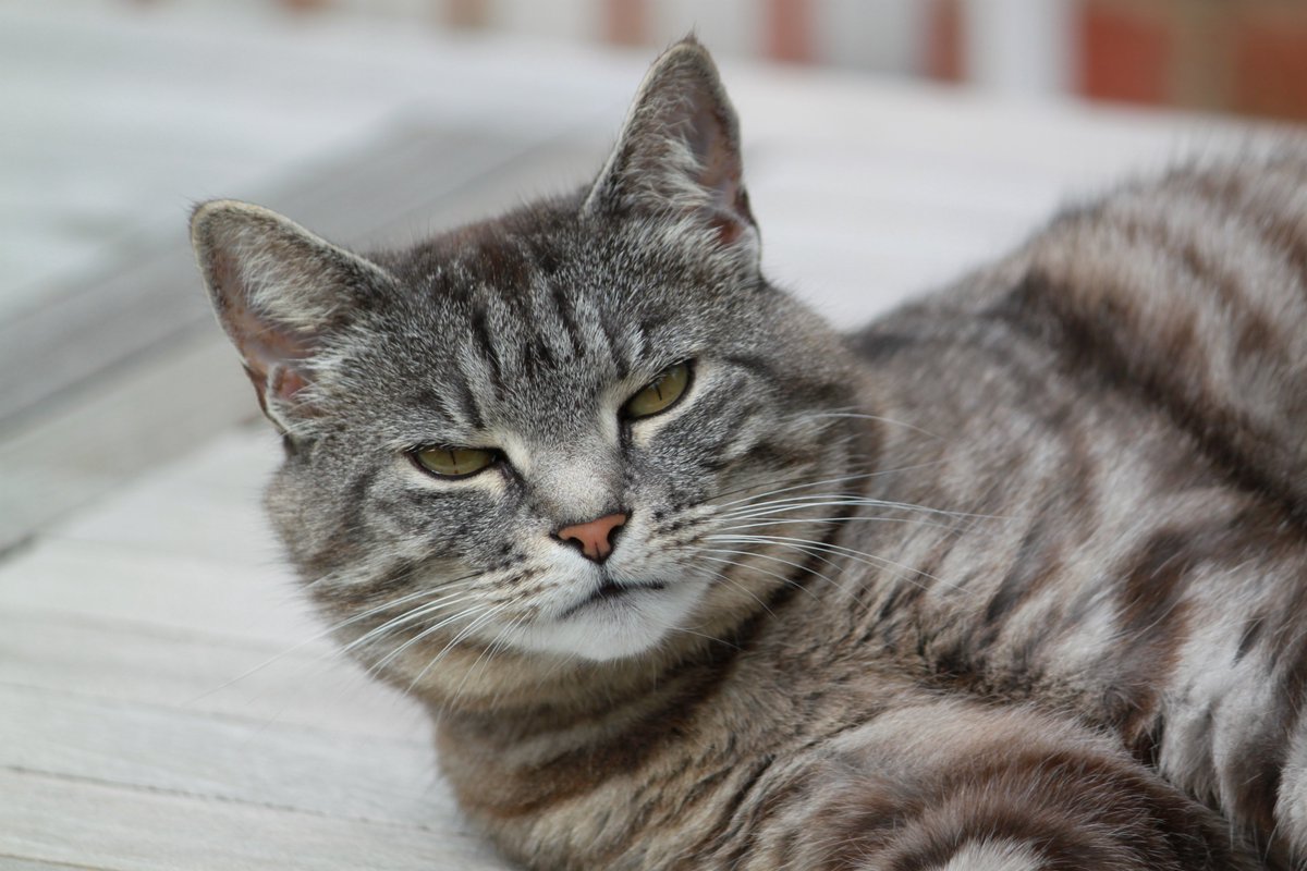 Miranda Fyfe (@miranda_fyfe) on Twitter photo Skye here is a very lucky, well looked-after pussycat, but sadly many cats are not so lucky. <a href="/CatsProtection/">Cats Protection</a> you can certainly rely on me to speak up for cat welfare if elected in #GE24.
cats.org.uk/manifesto #SpeakUpForCats
#RealHopeRealChange for cats too! Skye here is a very lucky, well looked-after pussycat, but sadly many cats are not so lucky. <a href="/CatsProtection/">Cats Protection</a> you can certainly rely on me to speak up for cat welfare if elected in #GE24.
cats.org.uk/manifesto #SpeakUpForCats
#RealHopeRealChange for cats too!