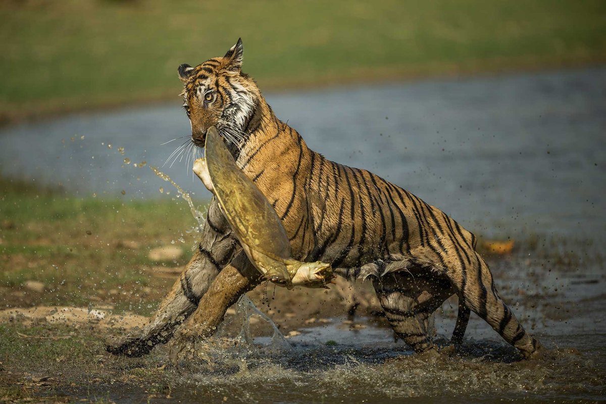 NatureIn_Focus's tweet photo. #NiFAwardsRecap
Year — 2023
Sankhesh Dedhia
Winner, Animal Behaviour
This stunning action shot captures a rarely-seen natural history moment, where the legendary Arrowhead of #Ranthambhore fishes out an #IndianSoftshellTurtle from the lake for lunch.
Ranthambhore, #Rajasthan https://t.co/3Hbc7ujiuO