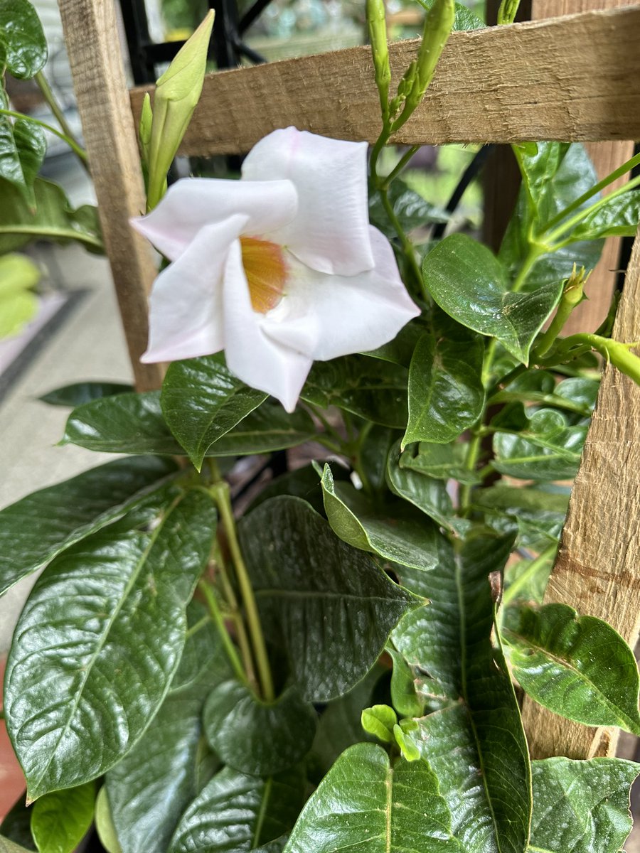 Always beautiful flowers at mom’s house. We arrived today and will go camping in a few days. It would be dad’s birthday tomorrow. We sure miss him. It will be 7 months later this month. 🥲 Mom is doing good although missing him always. ❤️