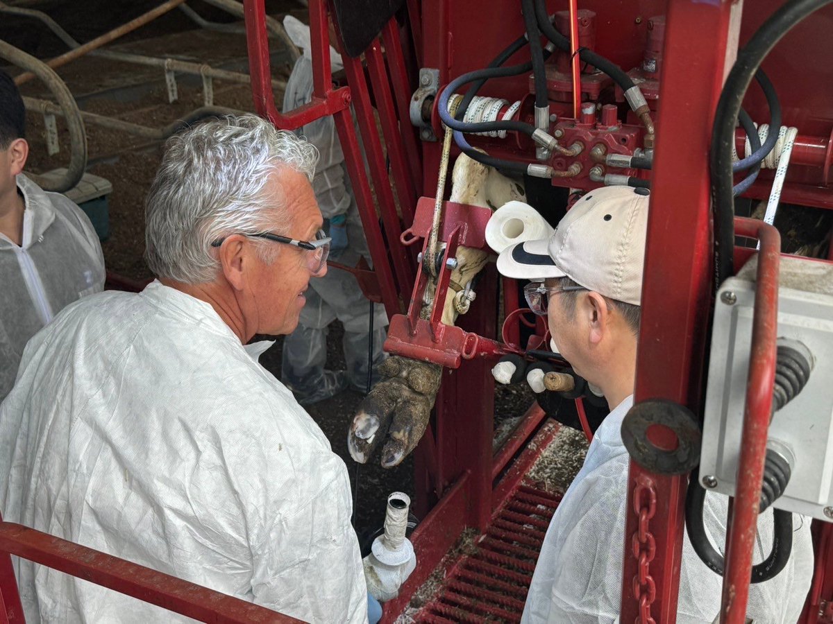 Teaching “Modern Functional Hoof Trimming” to 40 Advanced course participants in Japan! #NoLamenessTolerance #LessIsMore #OneAnatomy #AccuTrimLegRestraint #HealthyCows #AnimalWellBeing #SaveCowsNetwork #SavevCows