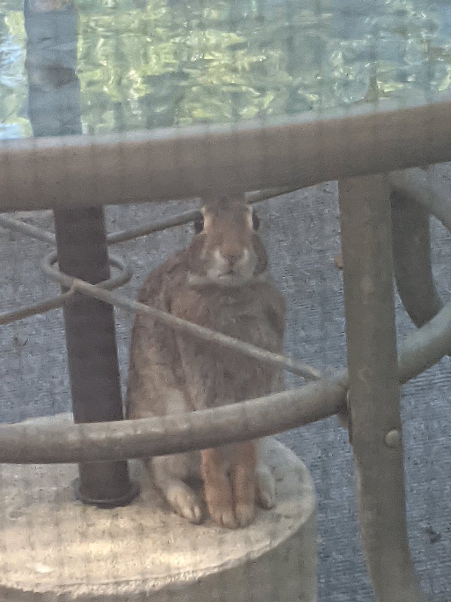 TonyGuzzi1's tweet photo. So I had a visitor with me for my morning 🌄 coffee ☕.  #LoveNature https://t.co/5JR3m7a7ai
