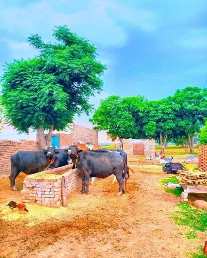 Assalamualaikum 🫲
Good morning 🌄🌞
ALL x family
امید ہے کہ آپ کا دن اچھا رہے گا
#Temperley #UFCLouisville #SHEESHbyDMDBOYS #CanadianGP #SHEESHbyDMDBOYS #PakvsUSA #Temperley #NzvAfg