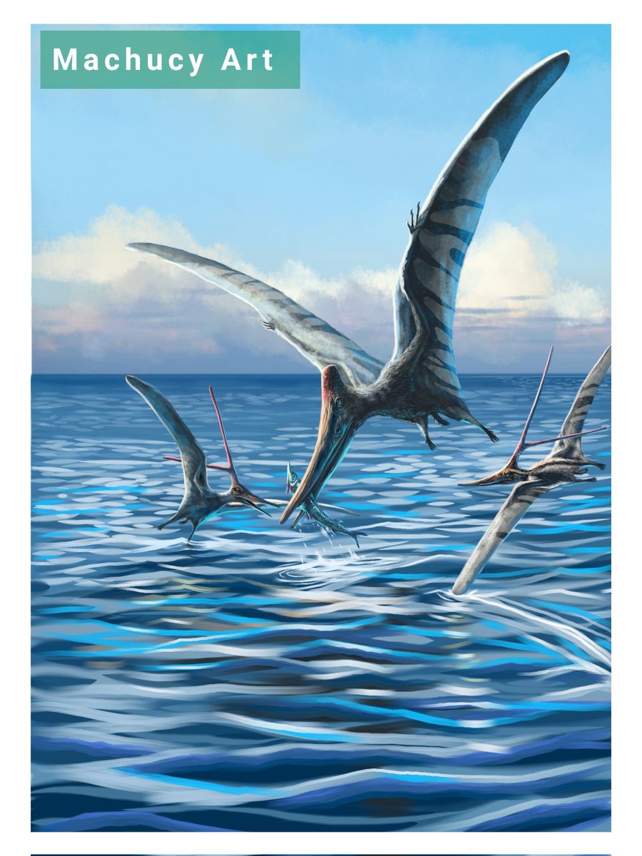 machukytakahash's tweet photo. Niobrara Formation. Pteranodon longiceps, Nictosaurus gracilis and Saurodon fish.
#paleoart #palentology #pterosaur #digitalart https://t.co/UVuxgvW4J5