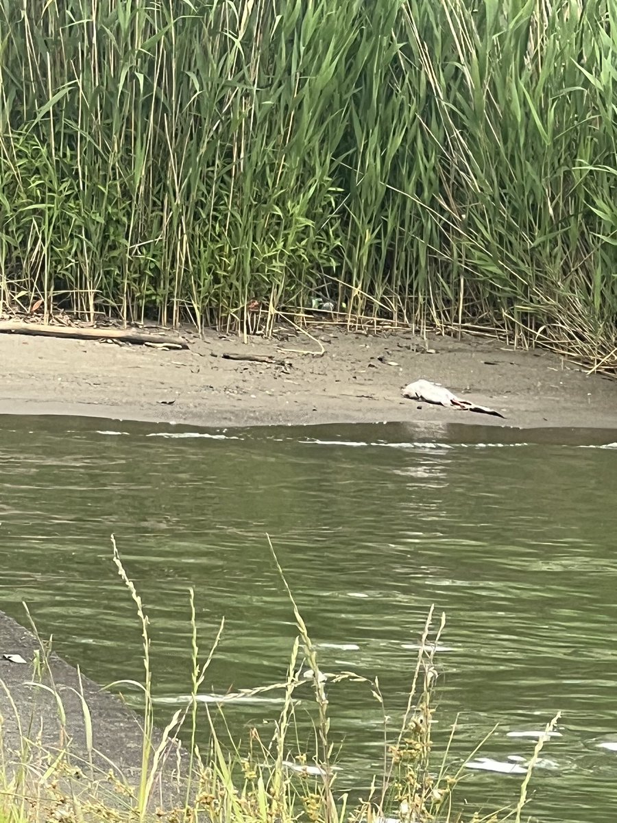 7282Tk's tweet photo. 霞ヶ浦のアメリカナマズ
釣ってもその辺に捨てるなよ。
リリースしなさい。
釣り場がなくなるよ。

#アメリカナマズ https://t.co/tiA0y5U0bi