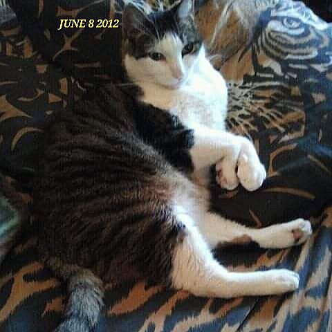 CatCheezeburger's tweet photo. #Caturday Memory
June 8, 2012
🌈Tony Cat
Miss you and love you Tone-Tone!
🌈Mr. Jingles
🌈Tony Cat
🌈Cheezeburger
🌈Cheeseburger
#catoftheday
#TonyCat
#MrJingles #CheezeburgerTheCat
#CheeseburgerTheCat
#catsoftwitter
#RainbowBridge https://t.co/SAHd18HT3Z