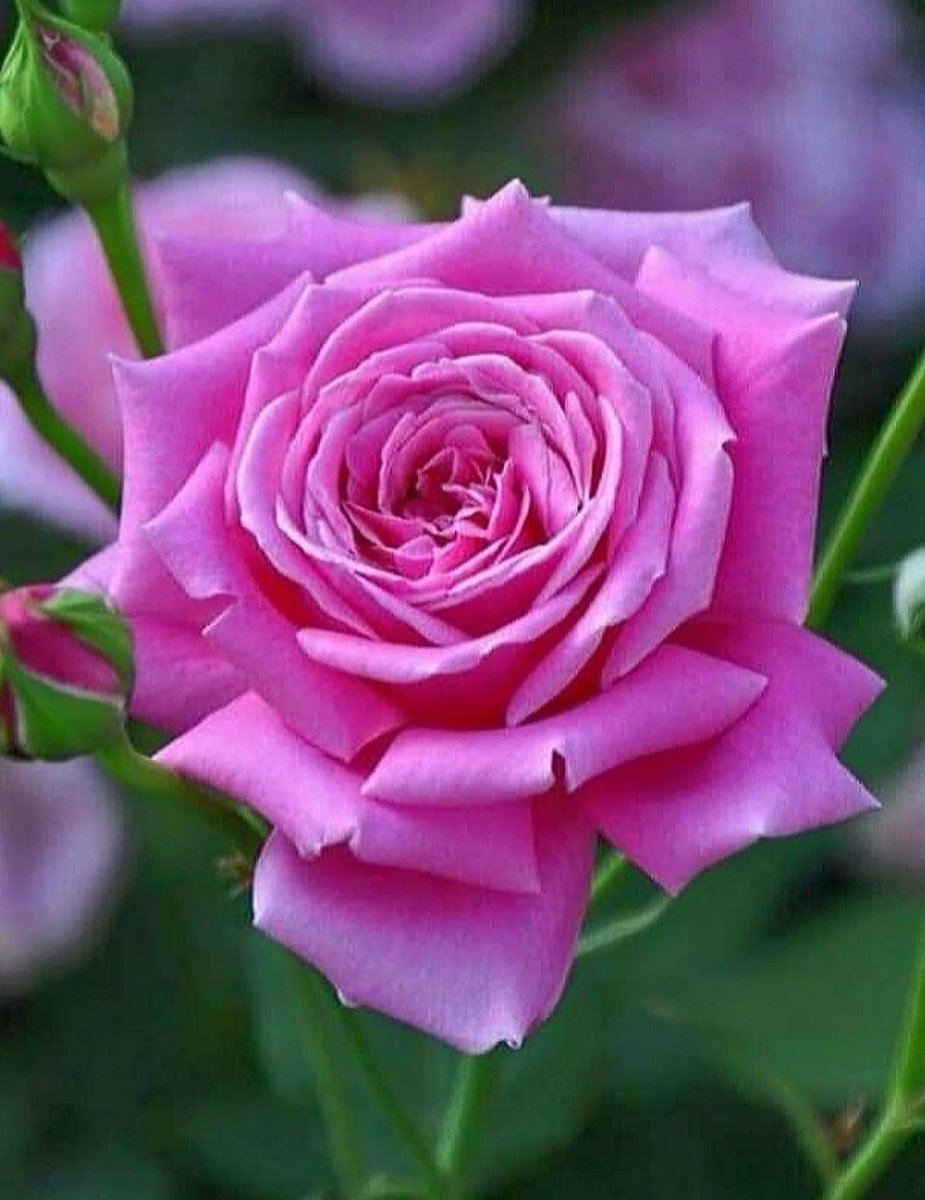 Aziz Can Dostlar
Salât ve selamlarla
Hayırlı huzurlu cennet kokulu sabahlar ve güzel gelecekler❣️