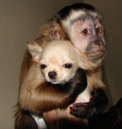 Cuando llego a un lugar y tienen un perrito: