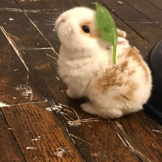 Bunnies (@rabbiteveryhour) on Twitter photo 