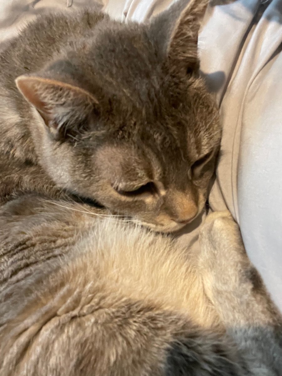 8enzo🇵🇷 #FlyEaglesFly #DodgersBlue tweet media