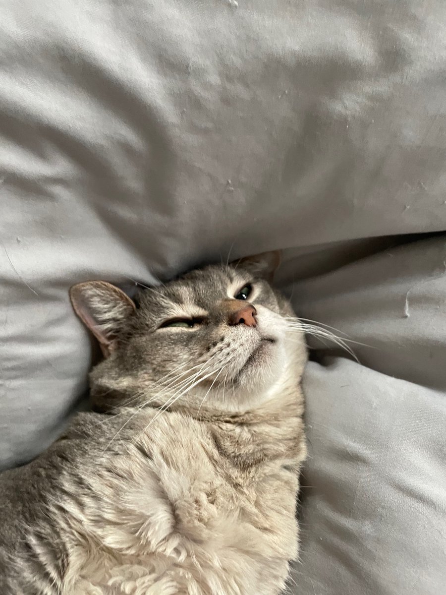 8enzo🇵🇷 #FlyEaglesFly #DodgersBlue tweet media