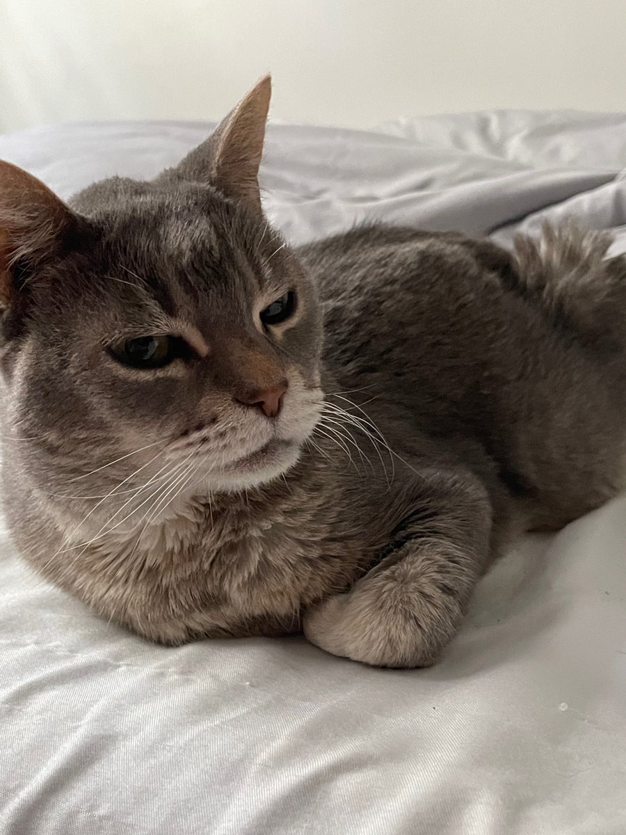 8enzo🇵🇷 #FlyEaglesFly #DodgersBlue tweet media