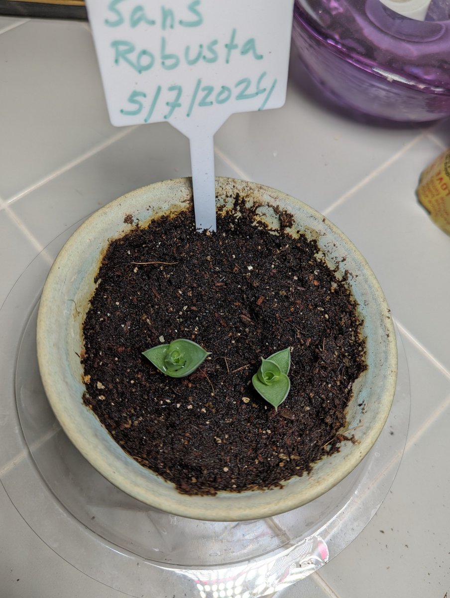 HowardMilano's tweet photo. Sansevieria Robusta seedlings. The seeds germinated in paper towel in about 10 days, they really wanted to live. It's a month after I got the seeds. Beautiful translucent green color. #sansevieria #sansevierias #seedlings #growingfromseed https://t.co/co2BW6aIwY
