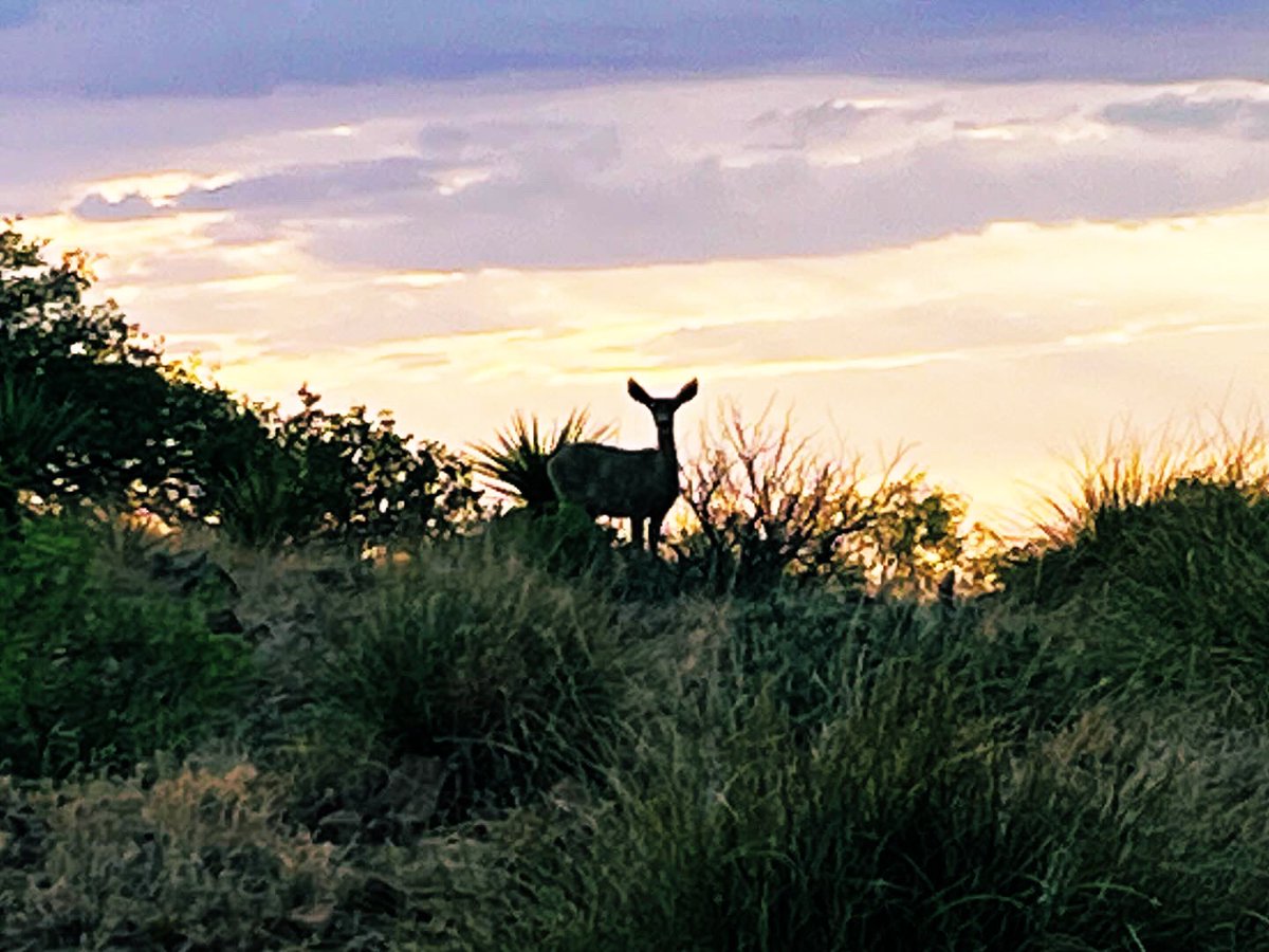 Brad_Carpenter's tweet photo. West Texas ❤️🙏🏼

#westtexas #alpinetx

@Sul_Ross https://t.co/AdnJFVaBJy