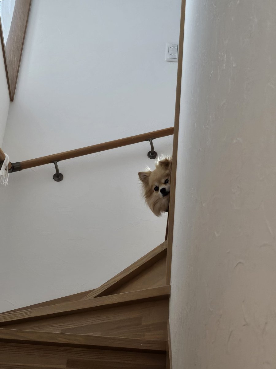 勝手に2階上がったくせに
下ろせと言わんばかりの視線
#いぬのいる暮らし