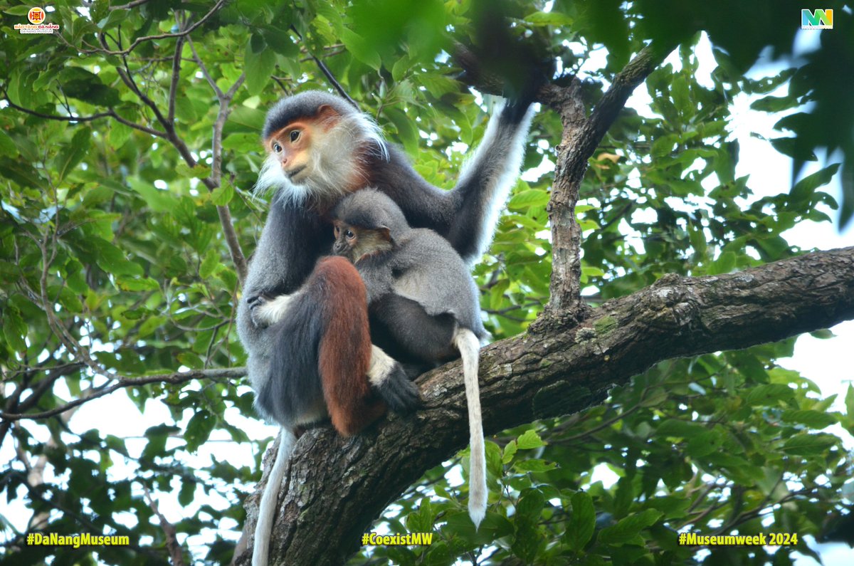 DaNangMuseum's tweet photo. To protect creatures in the Son Tra Nature Reserve, policies and solutions for protecting the environment and animals in Danang have been effectively implemented. As a result, the ecosystem of Son Tra Nature Reserve is maintained. 
#coexistMW #Museumweek2024 #DaNangMuseum https://t.co/B5G1T29FPl