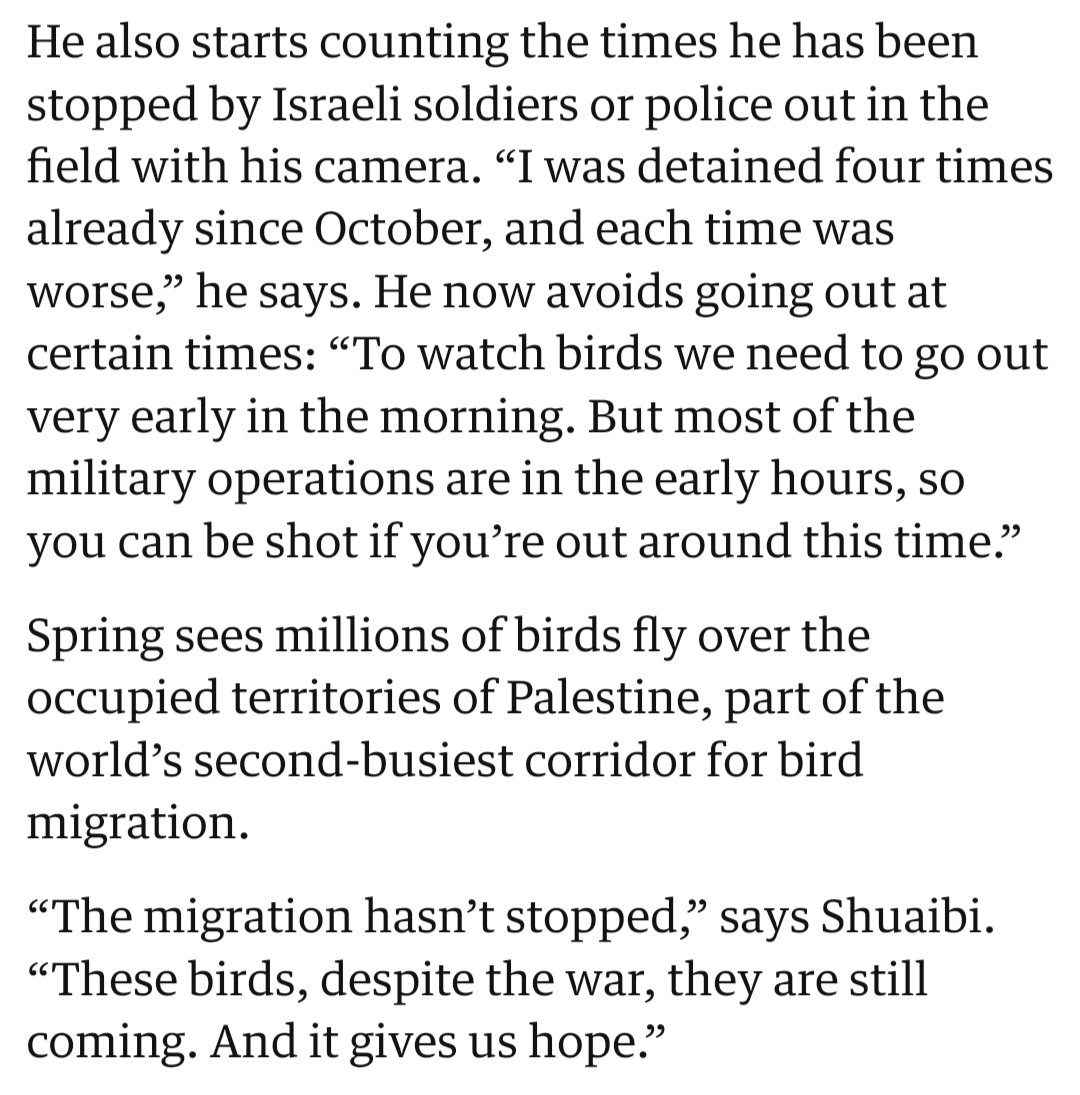 I'm in awe of Palestinian birders who continue taking their binoculars and cameras out after their home became a war zone.

Even when it means risking their lives, they keep going because knowing the birds have returned another year gives them hope.

theguardian.com/environment/ar…