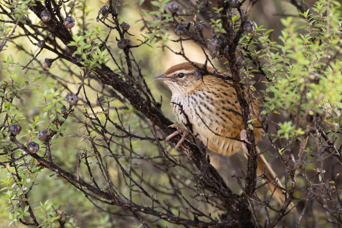 DrPaulSorrell's tweet photo. Another image of a mātātā (fernbird) skulking in a mānuka shrub. 
#birdphotography #TwitterNatureCommunity #birds #nzbirds #wildlifephotography #NaturePhotography #BBCWildlifePOTD #ThePhotoHour #PhotoOfTheDay #BirdsSeenIn2024 #Fernbird #NewZealandFernbird #Mātātā #Mānuka #Manuka https://t.co/cfEk38DvBg